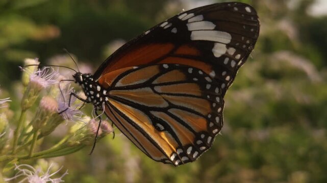 Tiger Butterfly collecting nectar from delicate white wildflowers. Butterfly's long proboscis, intricate wing patterns, and natural pollination behavior. Perfect for wildlife documentaries, entomology