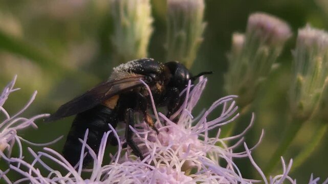 Indian Gian Bee Collecting Nectar from Wildflowers, Macro Close Up of Solitary Pollinator, Tropical Wildlife, Natural Habitat