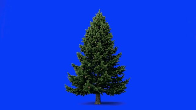 A healthy green pine or fir tree with dense branches, isolated on a solid chroma key blue screen. This asset is optimized for easy compositing into digital environments, seasonal videos, and forest sc