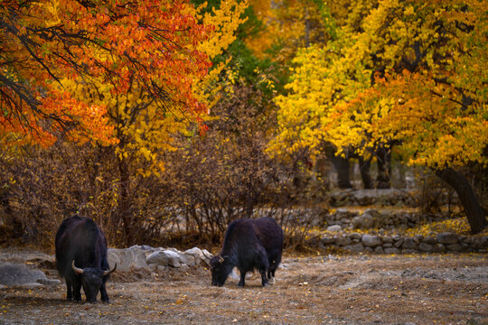 Aerial view of two yaks grazing in a forest with vibrant autumn foliage in Skardu, Gilgit Baltistan, Pakistan.