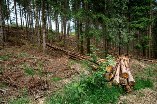Long felled pine logs lying in a conifer forest clearing after a timber harvest with green spruce trees behind. A forestry scene that illustrates logging timber production and sustainable woodland