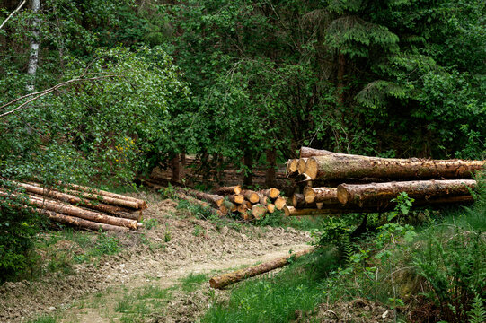 Stacked and felled pine logs beside a forest track in a green woodland after a timber harvest. A forestry scene that illustrates logging timber production and sustainable woodland management in