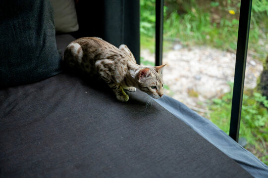 Spotted Bengal cat crouching low in a playful pouncing pose on a sofa edge by the cabin window. A dynamic pet lifestyle moment capturing the cat's natural hunting instinct in a cozy forest retreat.