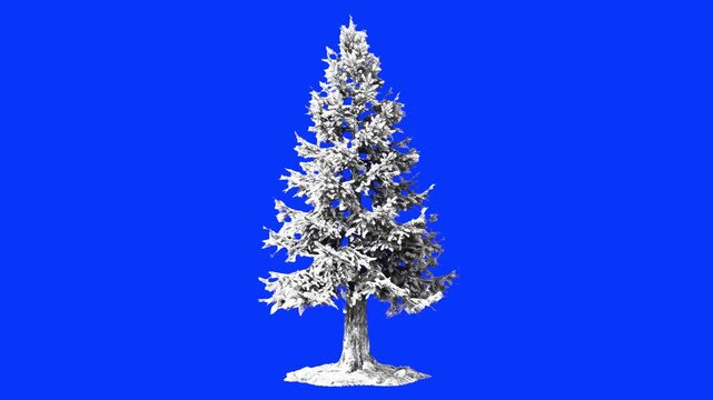A standalone coniferous fir tree heavily coated in thick white snow and winter frost, isolated against a solid blue screen. This seasonal visual element is designed for easy compositing in holiday ani