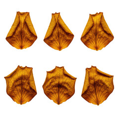 Naklejka premium Six withered amber and golden rose petals arranged in two tidy horizontal rows on a sterile white background showcasing delicate organic decay in artistic study