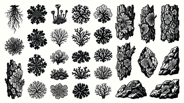 Set of various lichens, mosses and fungi