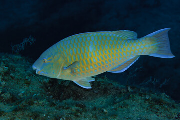 Fototapeta premium Beautiful parrot fish from Cyprus