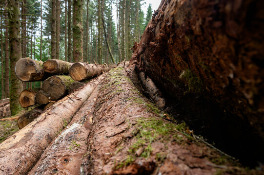 Low-angle view of moss-covered felled logs and a stack of cut timber in a green conifer forest after logging. A forestry scene illustrating timber harvesting the wood industry and sustainable