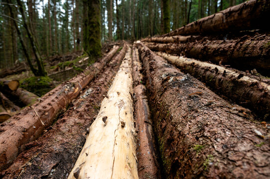 Low-angle view of long felled logs beside a stack of cut timber in a green conifer forest after a harvest. A forestry scene illustrating logging timber production and sustainable woodland management.