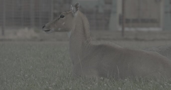 Nilgai Antelope Resting Gracefully in Green Grass Field