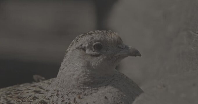 Female common pheasant - Phasianus colchicus, ring-necked pheasant, or blue-headed pheasant, is a bird in the pheasant family Phasianidae