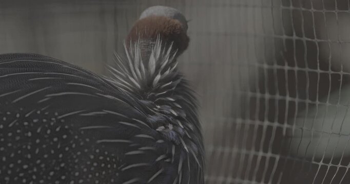 The vulturine guinea fowl - Acryllium vulturinum - is the largest extant species of guinea fowl. Close up of colorful feathers