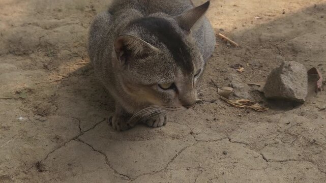 Domestic Cat