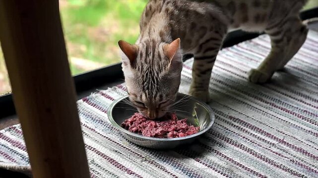 Spotted Bengal cat eating fresh raw meat from a metal bowl on a striped rug by the window of a forest cabin. A candid pet lifestyle scene of a healthy elegant cat at mealtime in a cozy nature retreat.