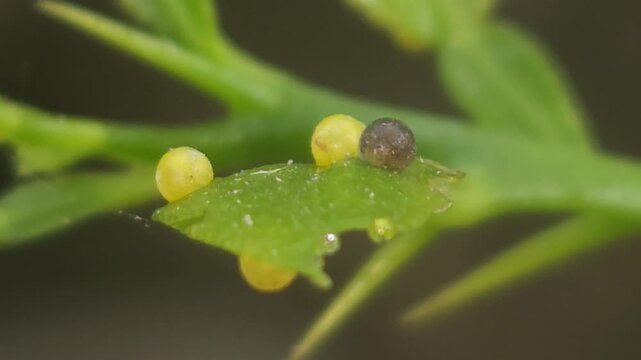 Extreme Macro of Insect Eggs and Newly Hatched Larva on Green Leaf, Insect Life Cycle, Egg Hatching, Nature, Entomology, Biodiversity, Wildlife