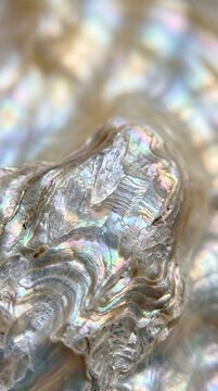 Macro photography of iridescent abalone shell edge &mdash; Colorful mother of pearl texture background, rainbow nacre