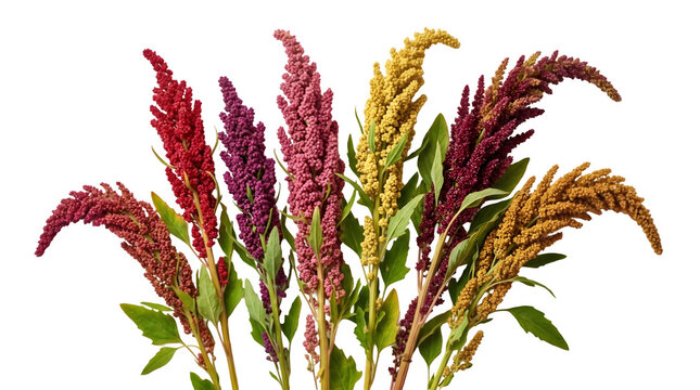 Colorful amaranth flowers bouquet isolated on transparent background