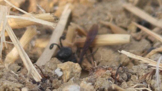 Black Ant Carrying Prey Across Dry Ground, Macro Close Up of Predator Insect Hunting Behavior, Social Insect in Natural Habitat, Wildlife