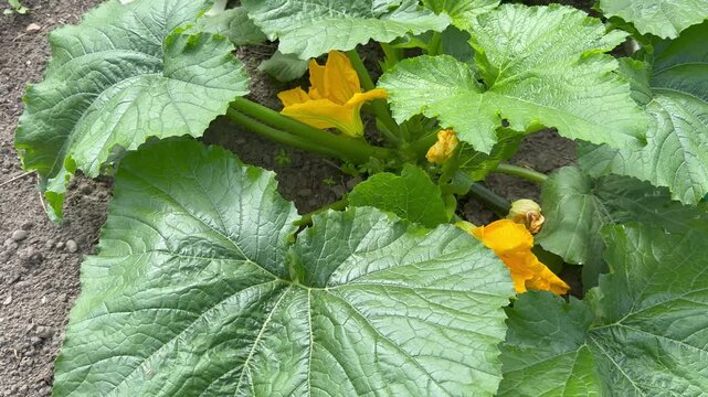 Growing young green zucchini in kitchen garden. Video of vegetable bed with fres squash plants and yellow zucchini flowers. Green vegetable background. Growing organic vegetables as a hobby. Top view 