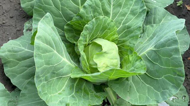 Video of young white cabbage in a kitchen garden bed on a summer day. Vegetable green background. Growing organic vegetables as a hobby. Top view, close-up