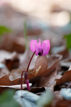 Wild Caucasian cyclamen Cyclamen coum caucasicum with pink reflexed petals blooming among dry autumn leaves, early spring ephemeroid