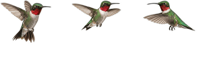 Fototapeta premium Flying Ruby-Throated Hummingbirds PNG Set, Isolated Small Green Birds Clipart for Nature Designs, Wildlife Projects, Garden Illustration Graphic Assets, and Spring Decorative Elements on Transparent B