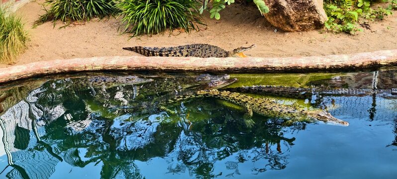Group of crocodiles in a zoo enclosure, some resting on sandy bank near plants, others submerged in clear water. Reflections highlight natural behavior and tranquil habitat.