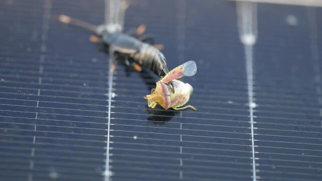 Earwig preying on bug macro - Dermaptera of Mauritius - slow motion