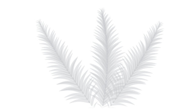 Overlay shadow effect of realistic tropical palm leaves on transparent background. Black and white coconut leaf blur shadow overlay summer decorative element design. Vector illustration.