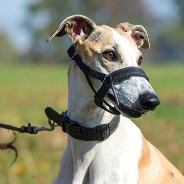 A close-up of a dog wearing a muzzle and collar