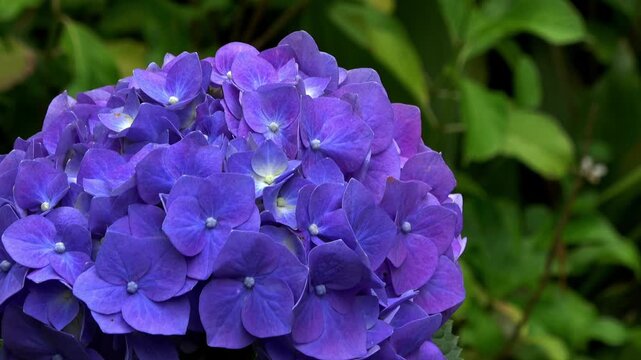青紫色の紫陽花のクローズアップ 4K 