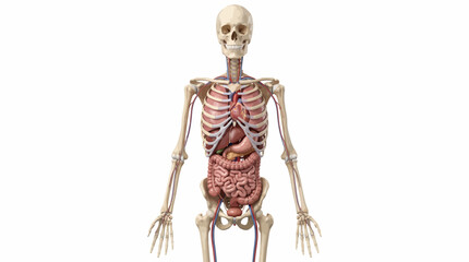 Detailed illustration of a human skeleton with internal organs exposed, standing upright on a plain white background. © Andin