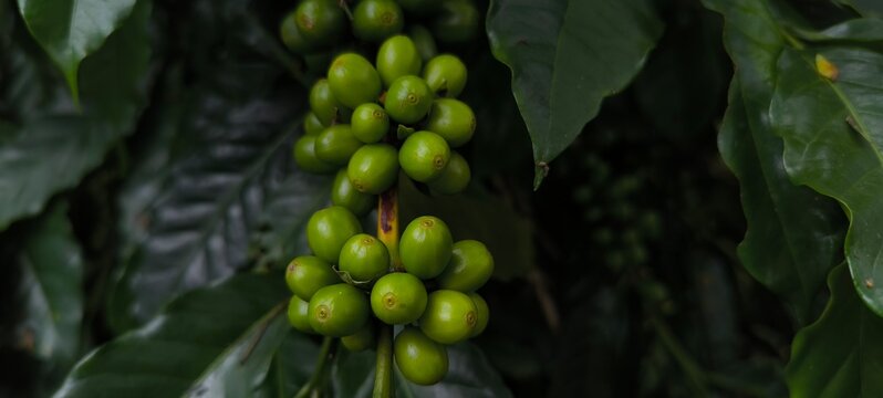 detailed close-up shot of raw, unripe green coffee cherries growing on a lush coffee tree branch, surrounded by deep green foliage. The berries are captured in their early stages of development, highl