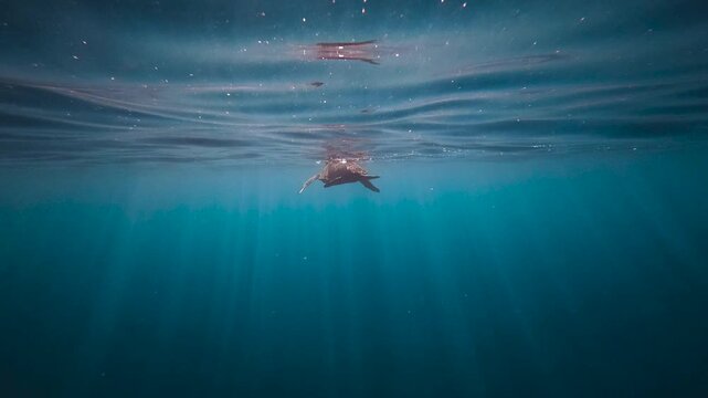 A Green Sea Turtle gets some air at the ocean surface in the morning light with sunrays streaming down and the rocking ocean in slow motion.