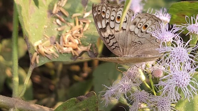 Grey Pansy Butterfly