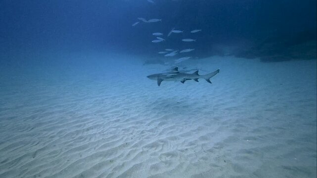 White Tip Reef Shark swims along the seafloor as an entourage of reef fish jockey for position around it in the warm waters of Hawaii.