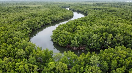 Fototapeta premium Aerial view of a winding river through a lush green mangrove forest.