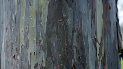 A close-up photo of colorful, peeling eucalyptus bark texture in natural light. © Albertus