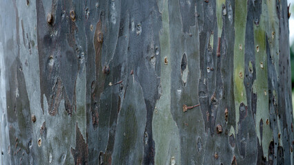 A close-up photo of colorful, peeling eucalyptus bark texture in natural light. © Albertus