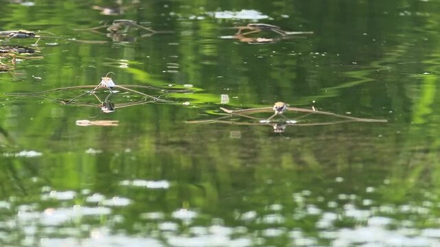   4k.Group of Water Striders (Pond Skaters) Gliding on the Calm Water Surface of a Pond, Macro Wildlife Shot

