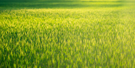 Obraz premium Field background shows green wheat grass. Golden field landscape glows with sunlight. Soft wheat texture fills grass meadow. Peaceful grass scenery supports rural background.