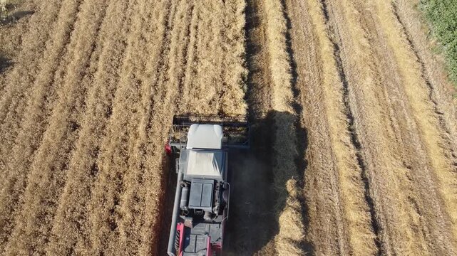 Drone Aerial View of Combine Harvester Harvesting Wheat Field in Summer, Agricultural Production, Rural Landscape, Golden Grain Harvest, Farming