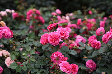 Obraz premium Beautiful pink roses blooming in the garden.