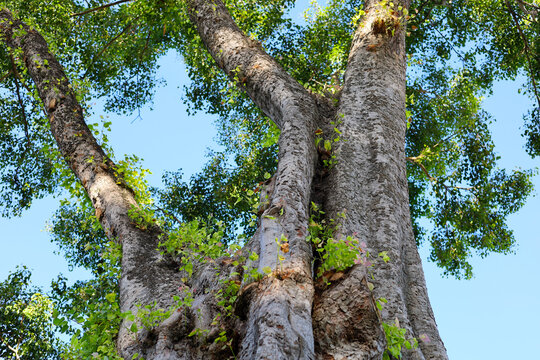 ooking up at a large ancient tree splitting into big trunks