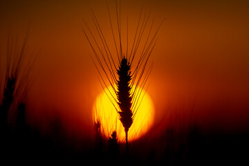 Fototapeta premium Wheat ear meets sunset. Wheat stem stays backlit. Golden wheat forms silhouette. Summer wheat fills field.
