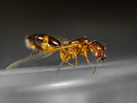 close up of a dead winged ant carcass