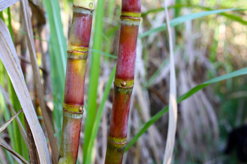 Fototapeta premium Sugarcane stalks growing in an agricultural farm