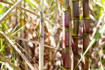 Obraz premium Sugarcane stalks growing in the field.