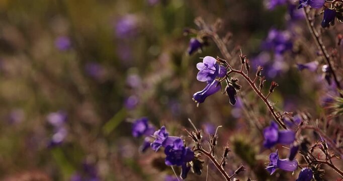 A patch of Phacelia campanularia flowers, known as Desertbell, bloom along the hillside of Diamond Valley Lake in Hemet, California, USA.