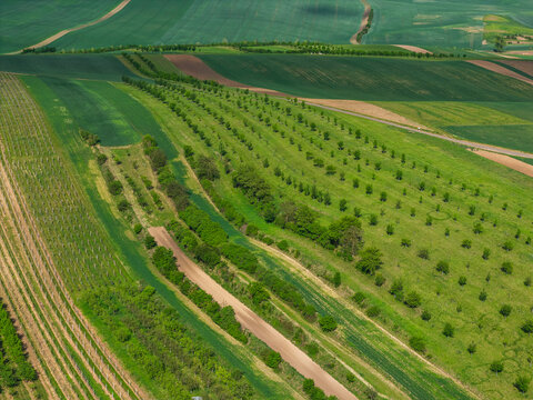 Aerial view of the rolling green agricultural landscape with rows of trees and vibrant fields in Strazovice, South Moravian Region, Czechia.